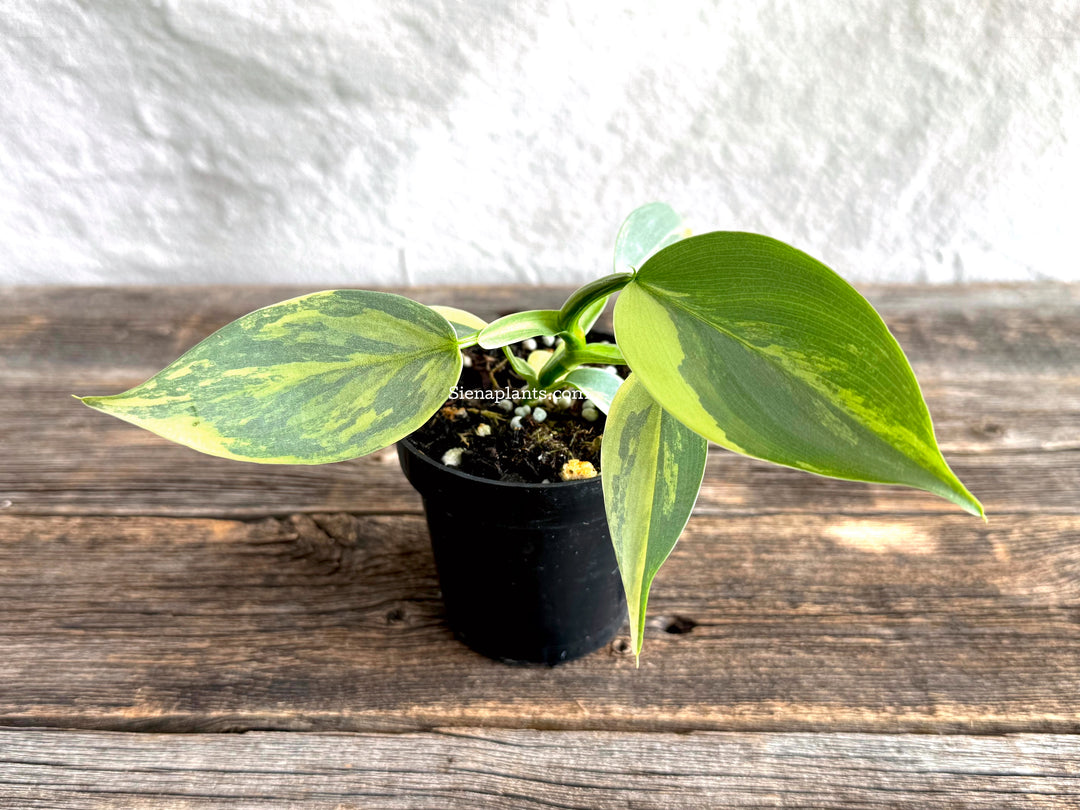 Philodendron 'Silver Sword' Variegated