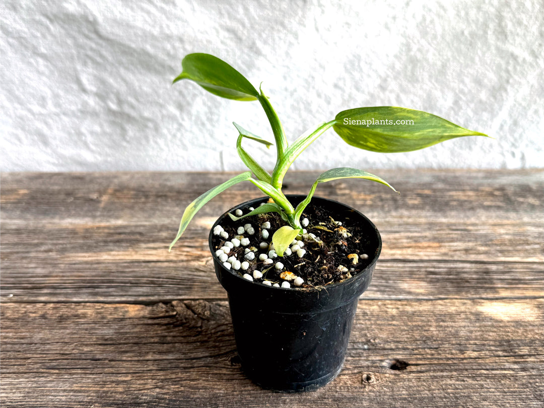 Philodendron 'Silver Sword' Variegated