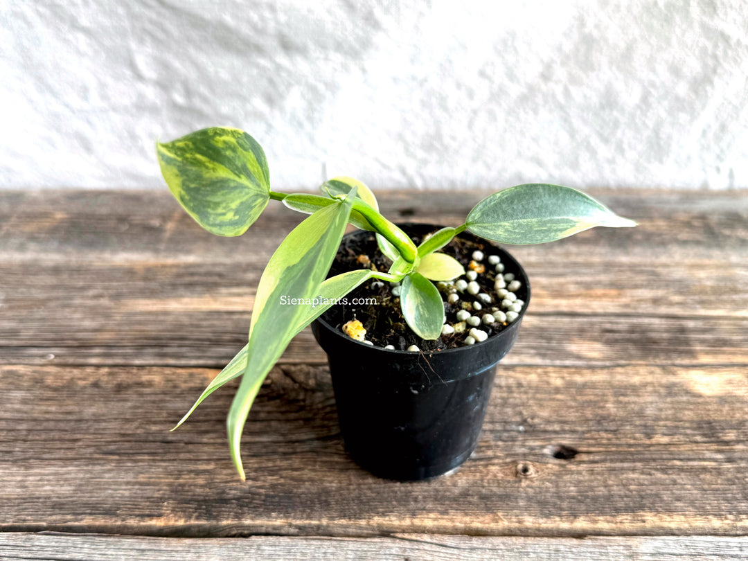 Philodendron 'Silver Sword' Variegated