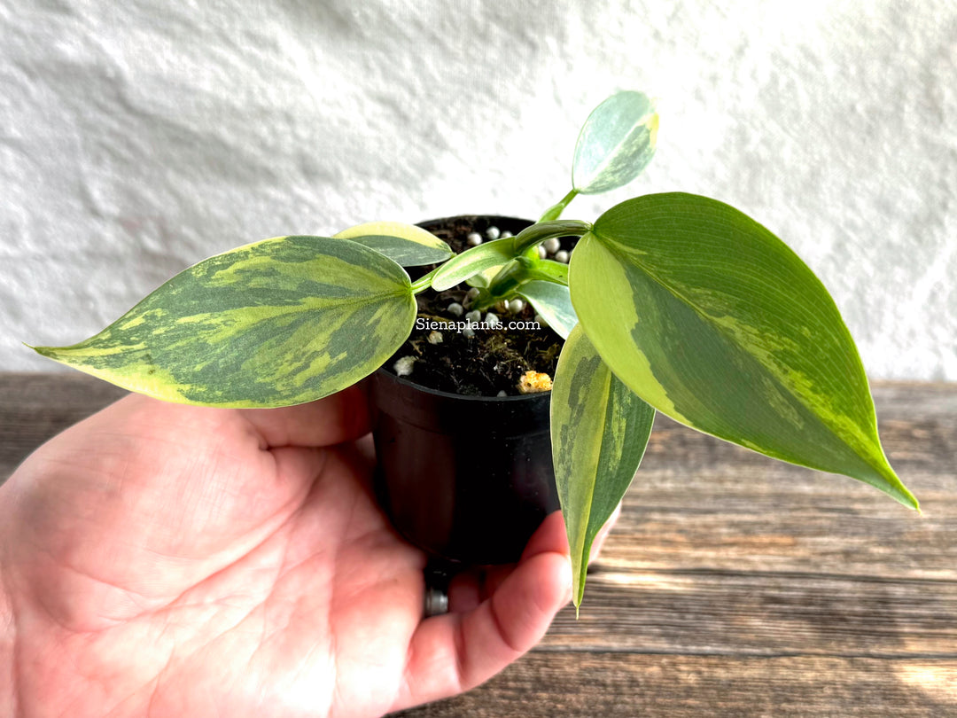 Philodendron 'Silver Sword' Variegated