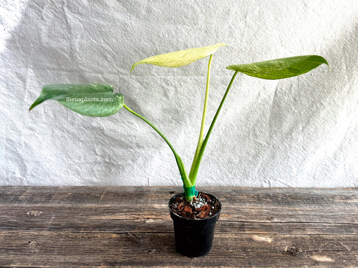 Monstera Deliciosa 'White Monster'