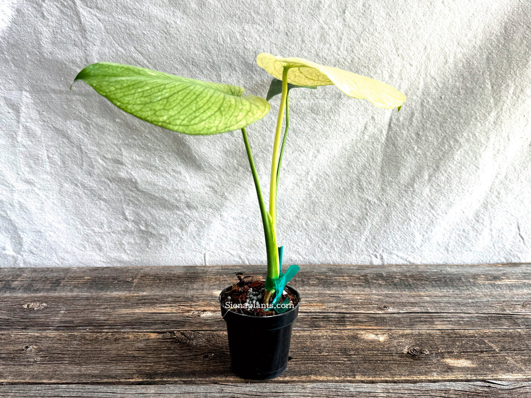 Monstera Deliciosa 'White Monster'