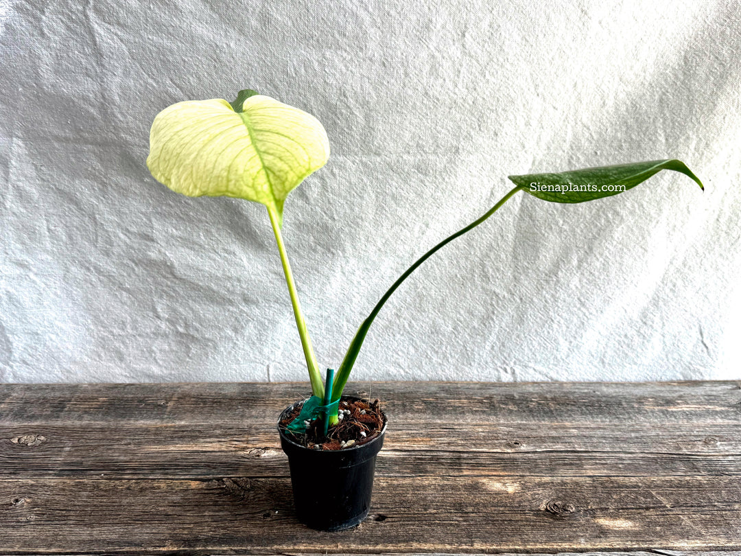 Monstera Deliciosa 'White Monster'