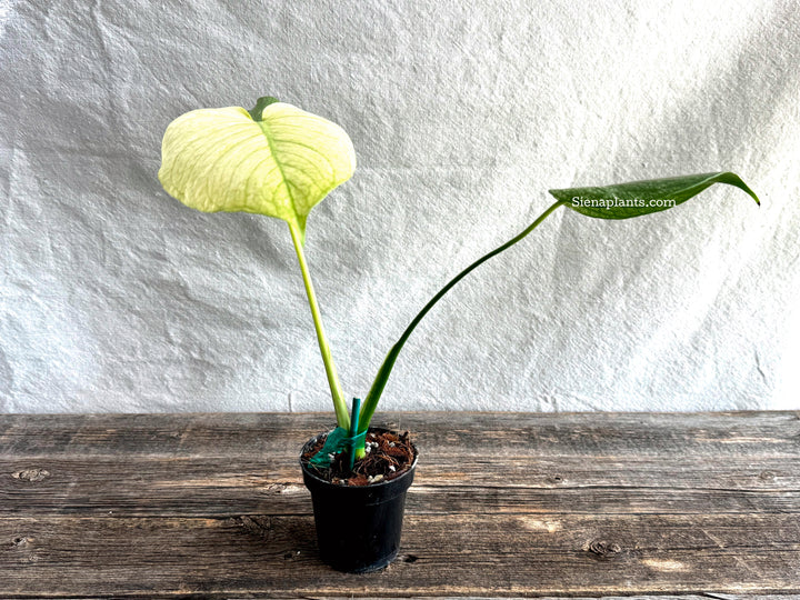 Monstera Deliciosa 'White Monster'