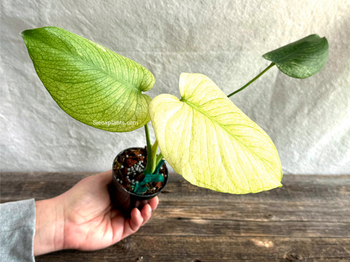 Monstera Deliciosa 'White Monster'