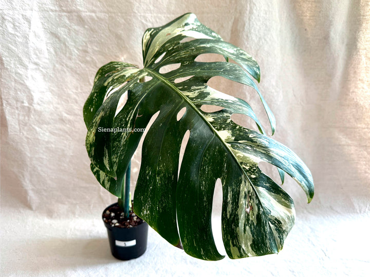Monstera Deliciosa Albo Variegata #1