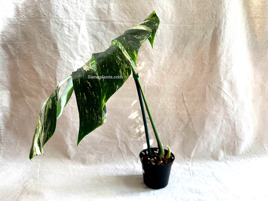 Monstera Deliciosa Albo Variegata #1
