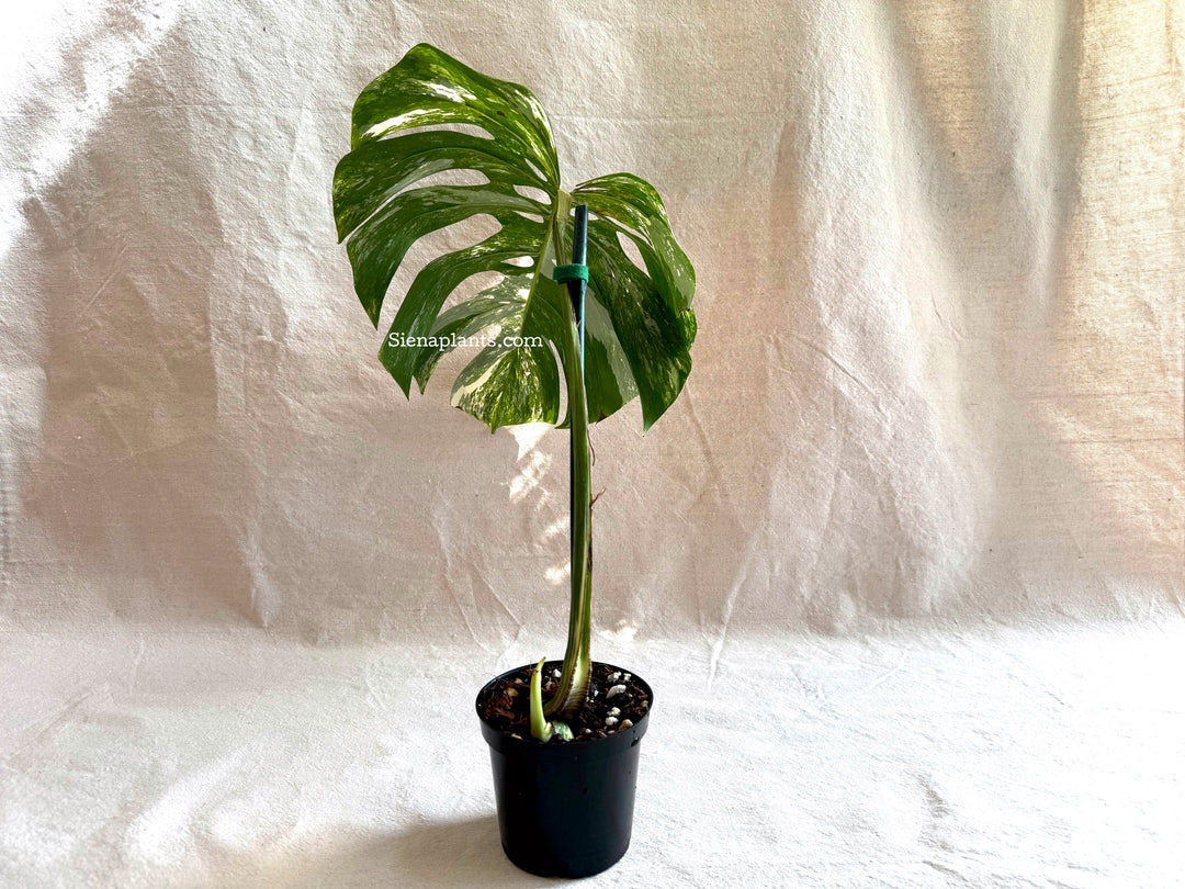 Monstera Deliciosa Albo Variegata #1