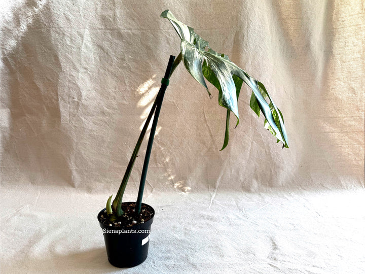Monstera Deliciosa Albo Variegata #1