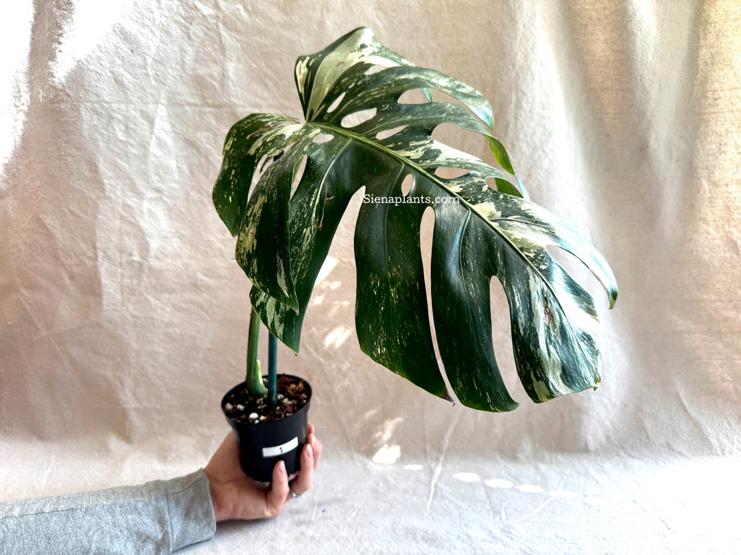 Monstera Deliciosa Albo Variegata #1