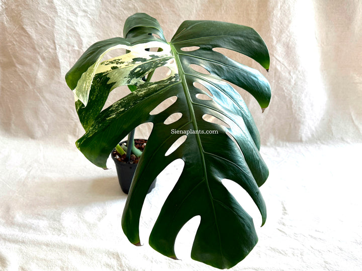 Monstera Deliciosa Albo Variegata #2