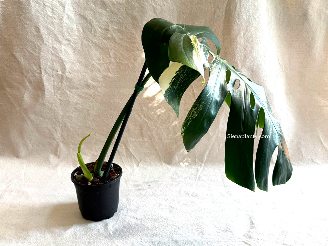 Monstera Deliciosa Albo Variegata #2