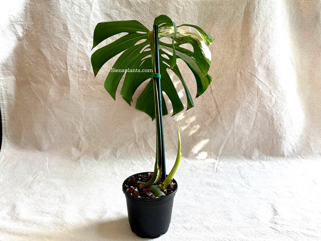 Monstera Deliciosa Albo Variegata #2