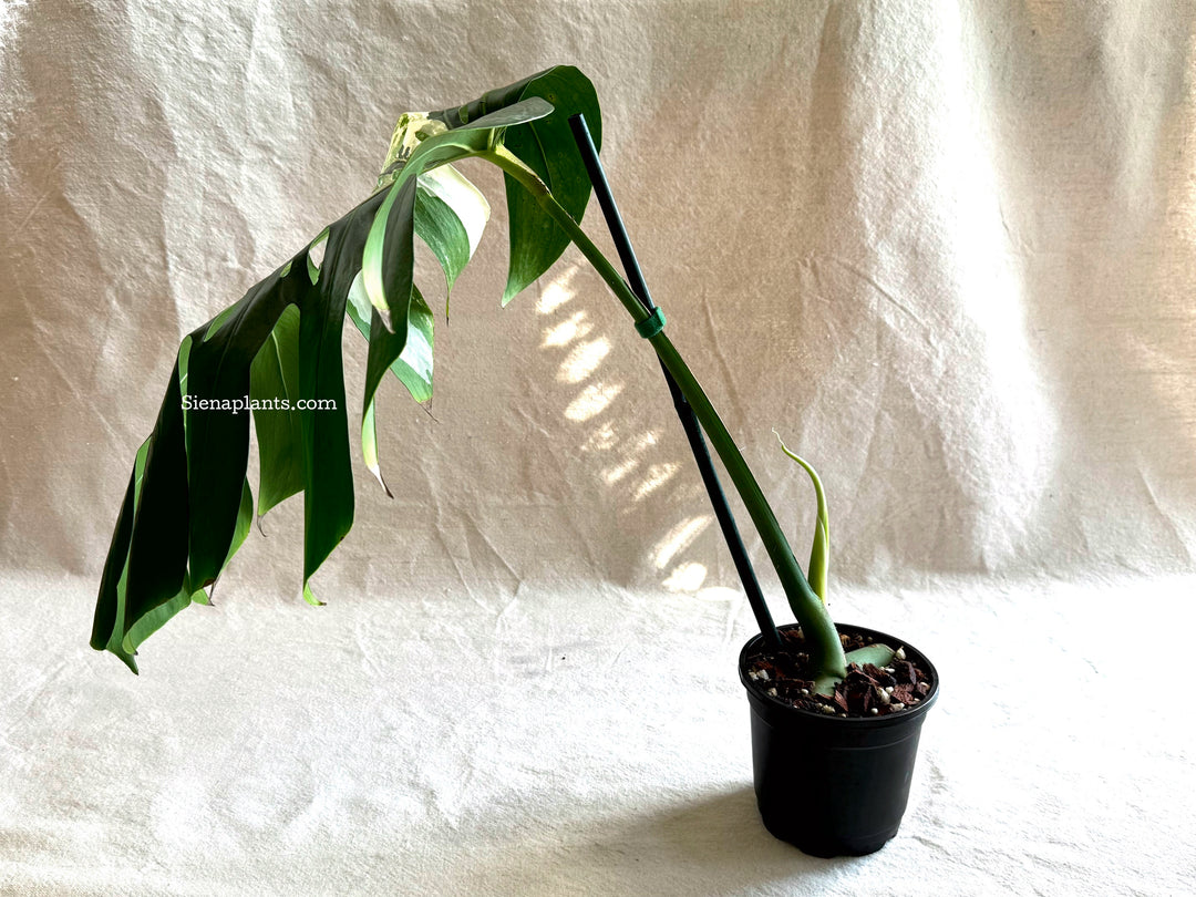 Monstera Deliciosa Albo Variegata #2