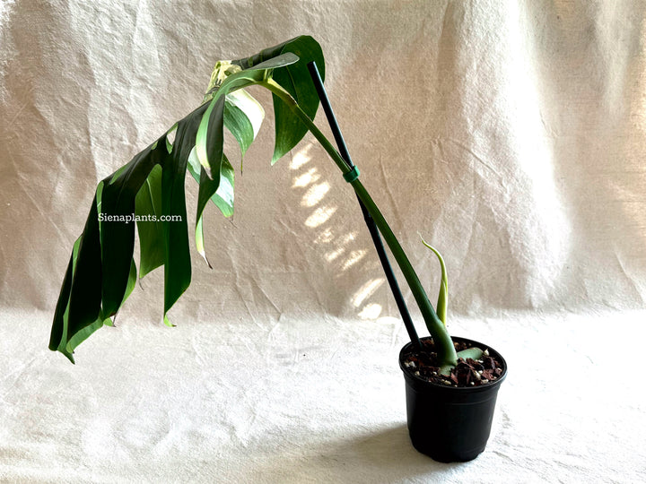 Monstera Deliciosa Albo Variegata #2