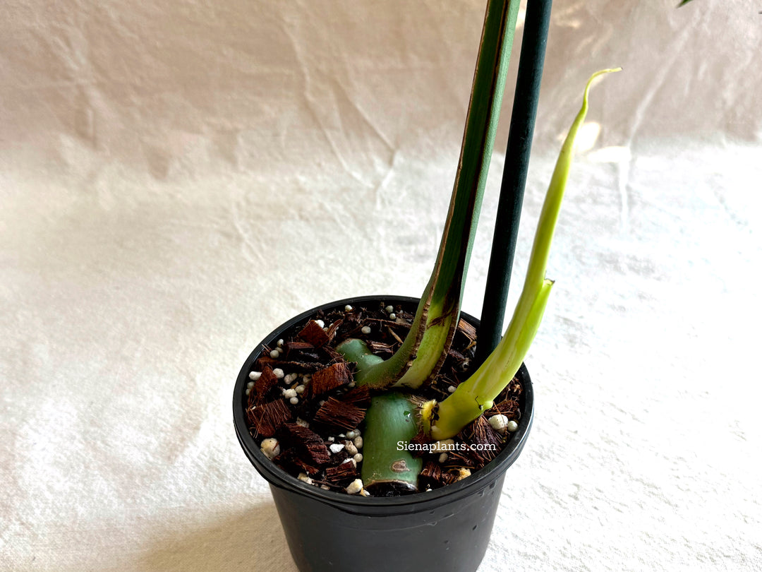 Monstera Deliciosa Albo Variegata #2