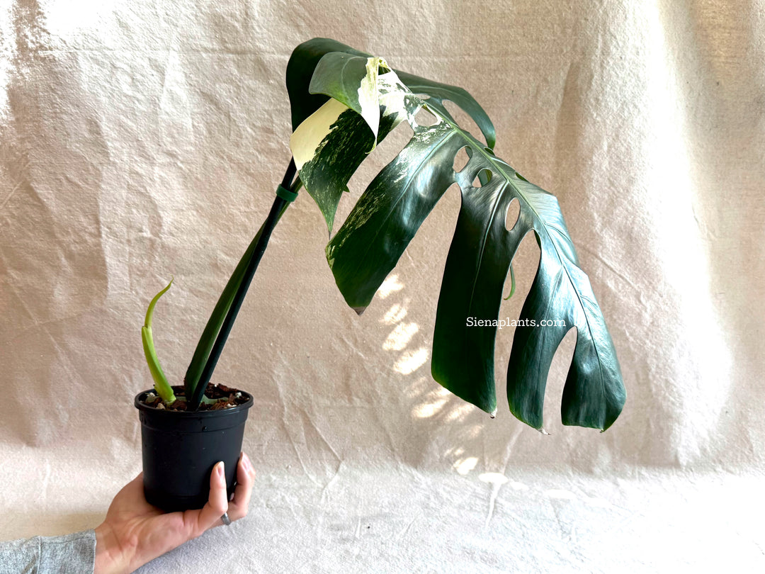 Monstera Deliciosa Albo Variegata #2