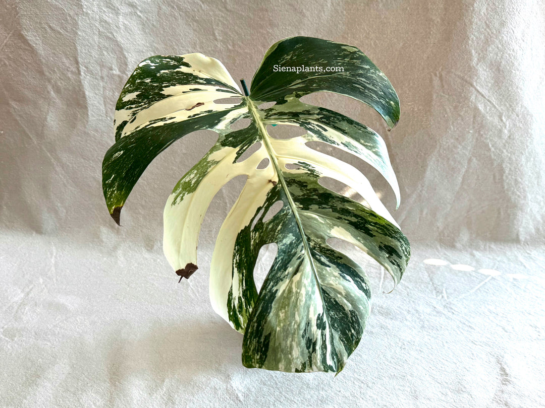Monstera Deliciosa Albo Variegata #3