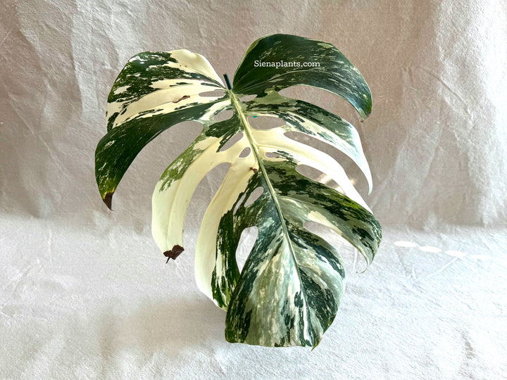 Monstera Deliciosa Albo Variegata #3