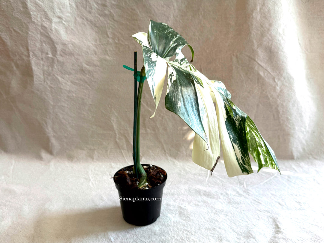 Monstera Deliciosa Albo Variegata #3
