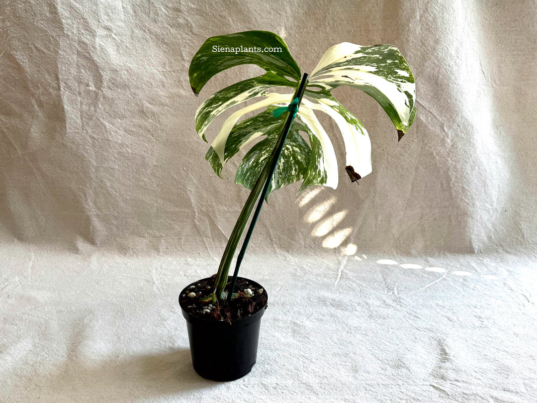 Monstera Deliciosa Albo Variegata #3