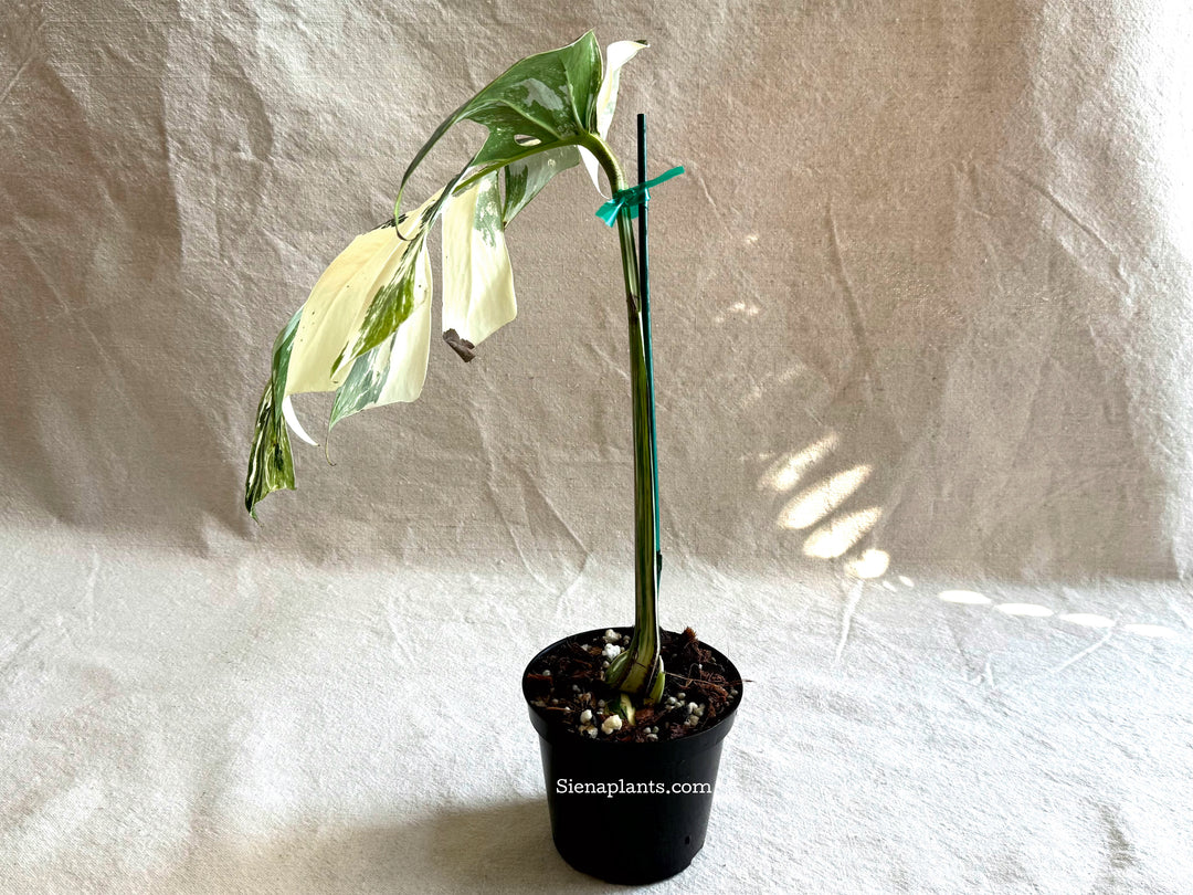 Monstera Deliciosa Albo Variegata #3