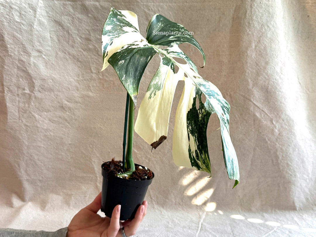 Monstera Deliciosa Albo Variegata #3