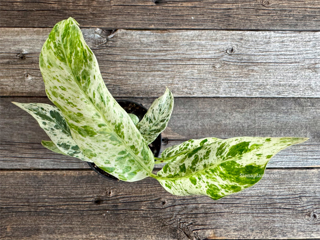 Epipremnum Giganteum Variegated