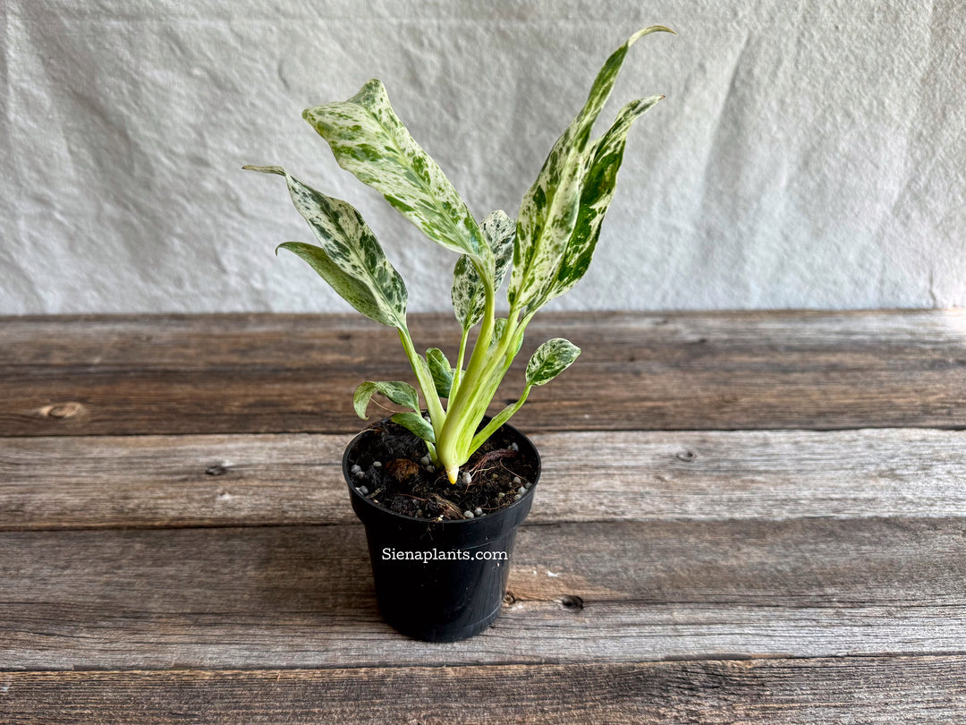 Epipremnum Giganteum Variegated