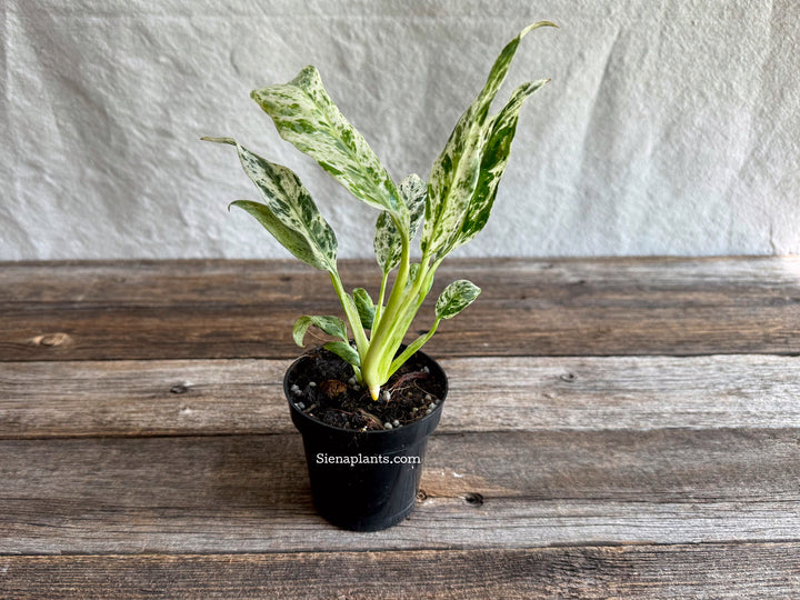 Epipremnum Giganteum Variegated