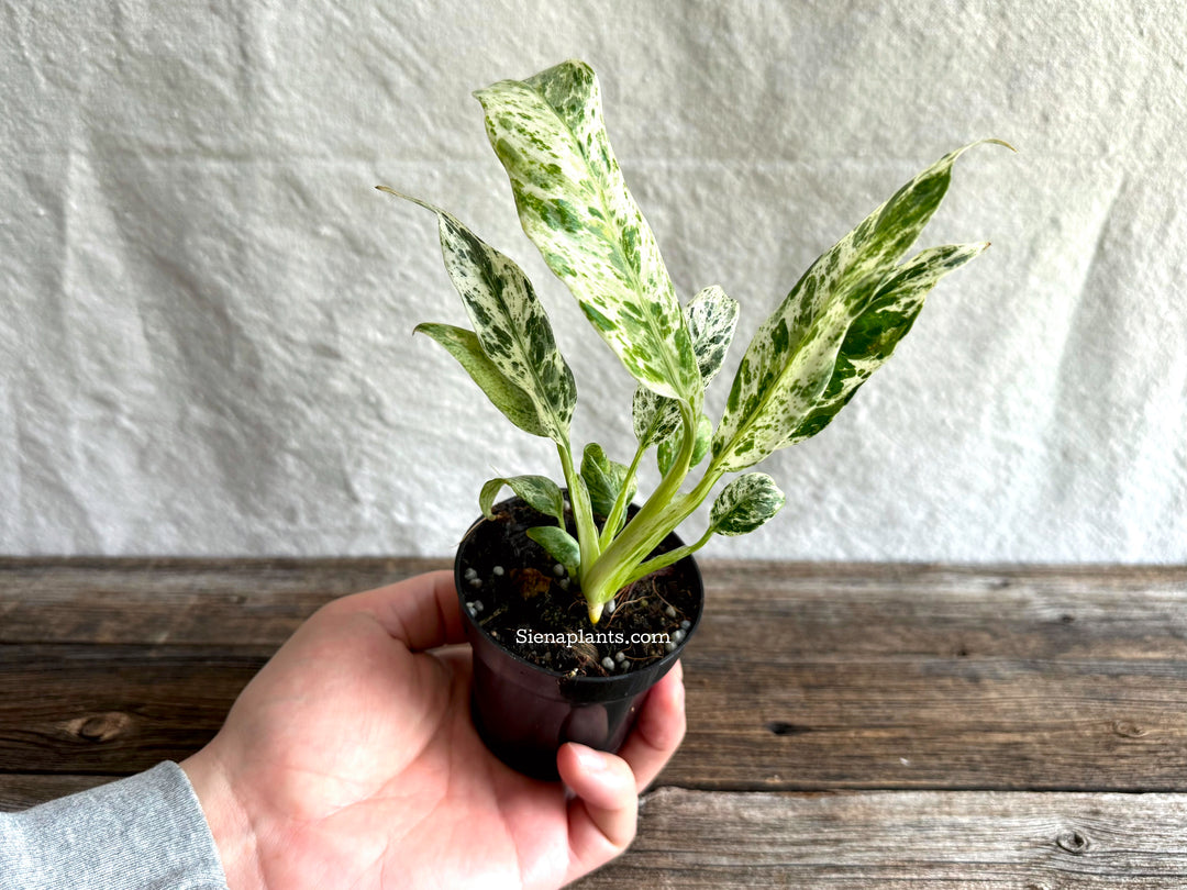 Epipremnum Giganteum Variegated
