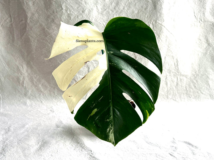Monstera Deliciosa Albo Variegata #1