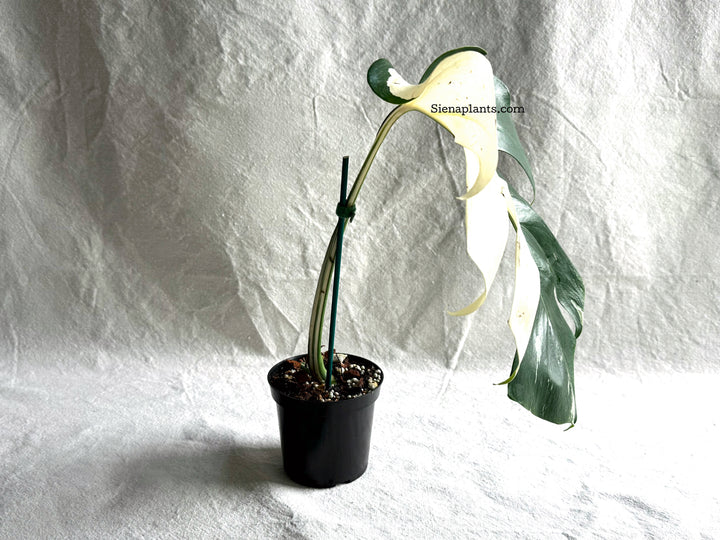Monstera Deliciosa Albo Variegata #1