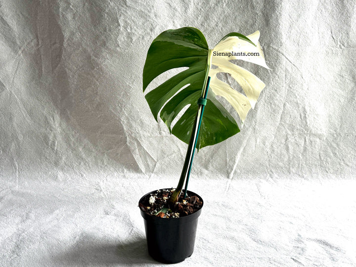 Monstera Deliciosa Albo Variegata #1