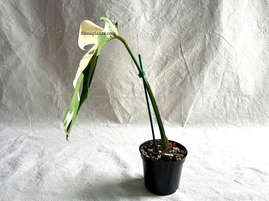Monstera Deliciosa Albo Variegata #1