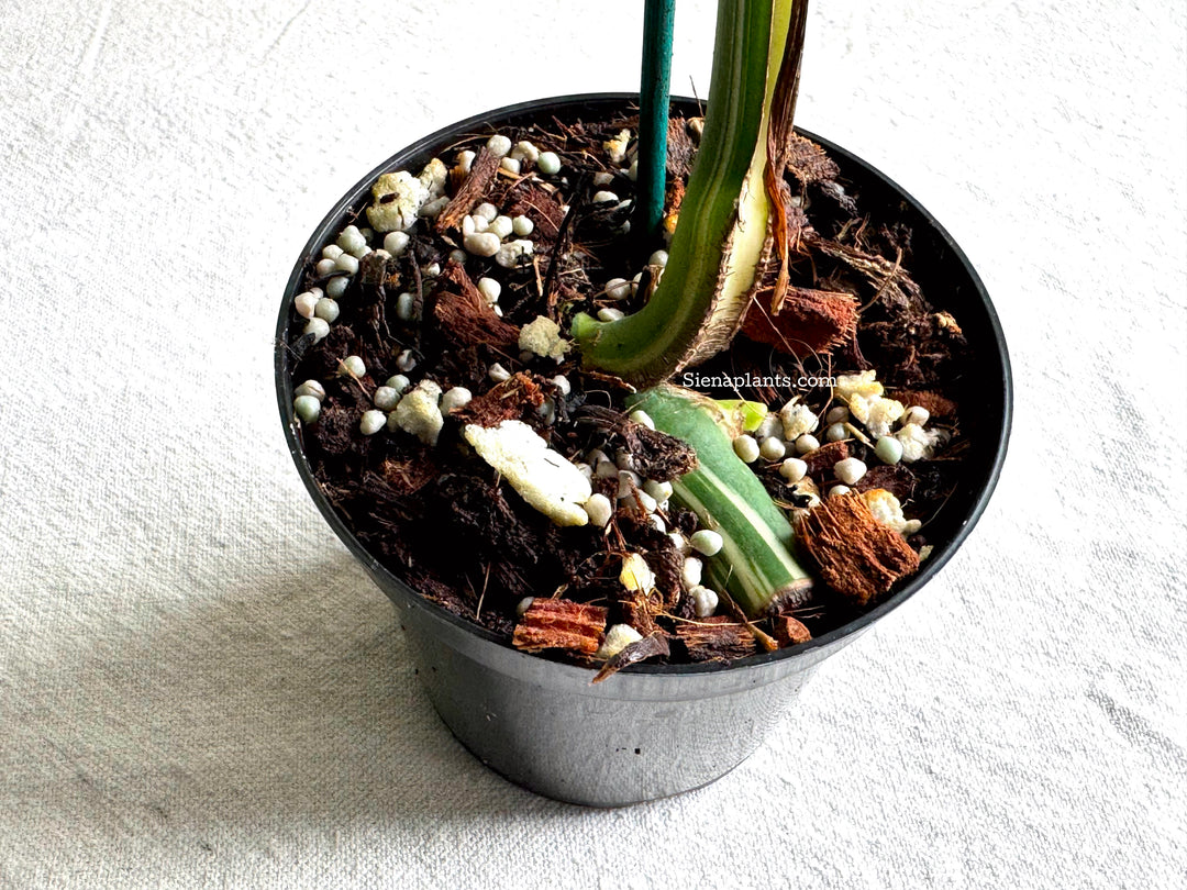 Monstera Deliciosa Albo Variegata #1