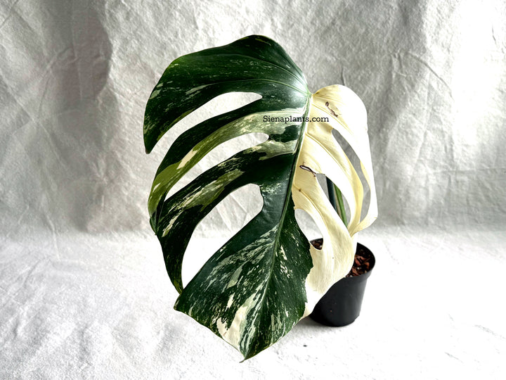 Monstera Deliciosa Albo Variegata #2