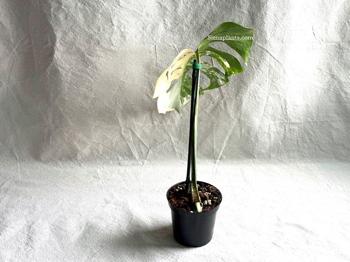 Monstera Deliciosa Albo Variegata #2