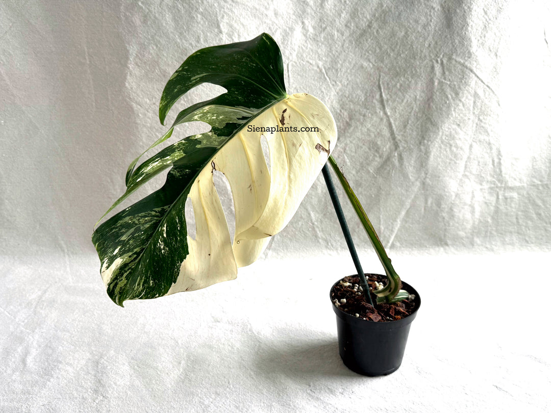 Monstera Deliciosa Albo Variegata #2