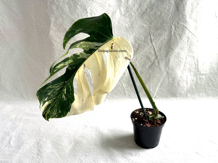 Monstera Deliciosa Albo Variegata #2
