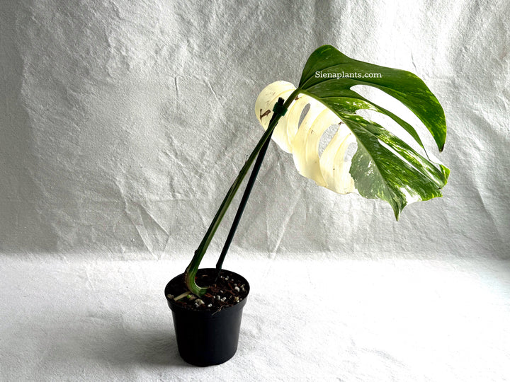 Monstera Deliciosa Albo Variegata #2