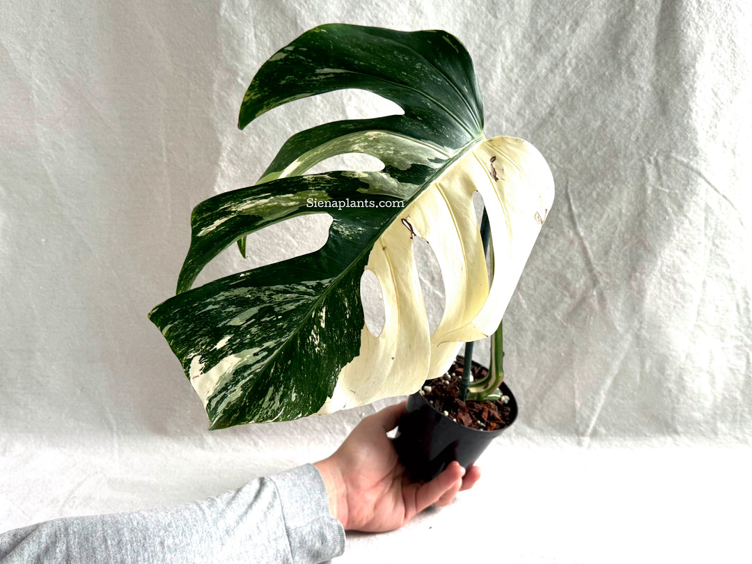 Monstera Deliciosa Albo Variegata #2
