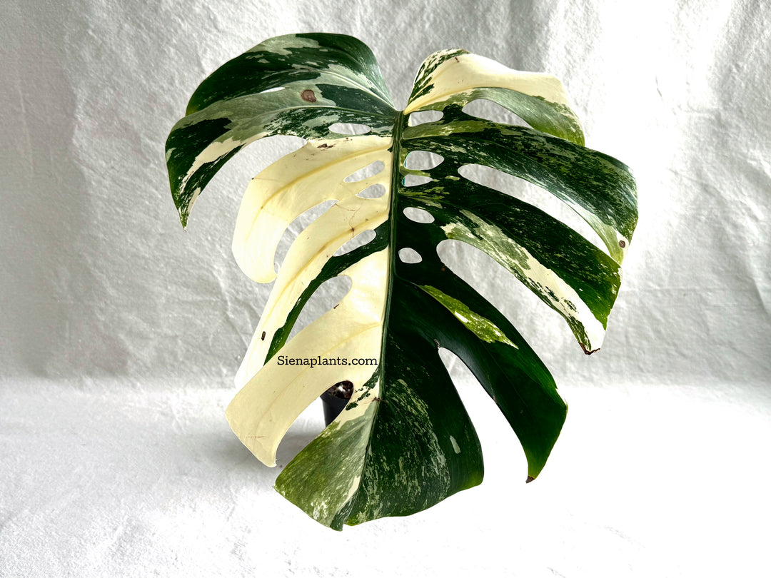 Monstera Deliciosa Albo Variegata #3