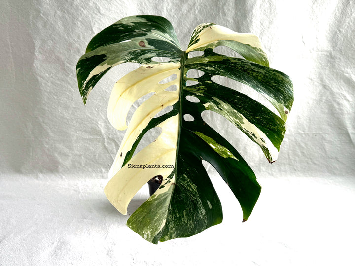 Monstera Deliciosa Albo Variegata #3