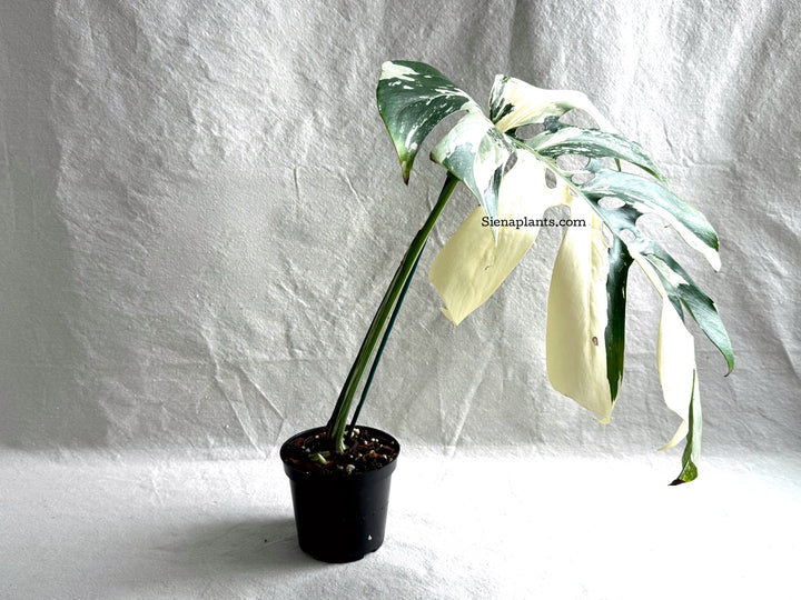 Monstera Deliciosa Albo Variegata #3