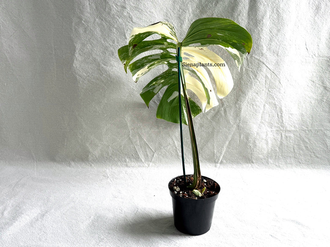Monstera Deliciosa Albo Variegata #3