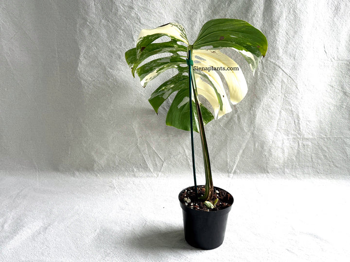 Monstera Deliciosa Albo Variegata #3