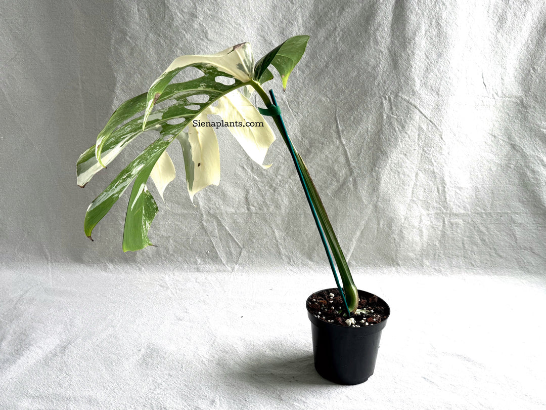 Monstera Deliciosa Albo Variegata #3