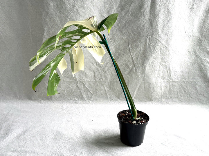 Monstera Deliciosa Albo Variegata #3