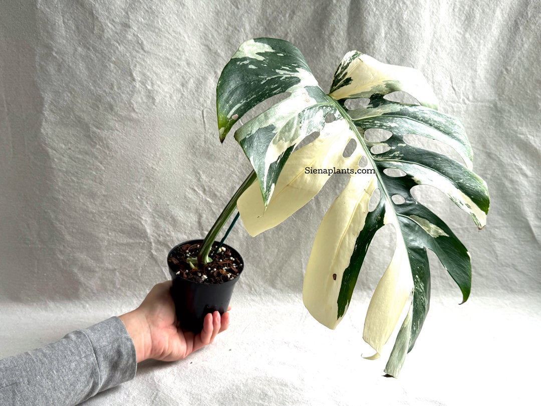 Monstera Deliciosa Albo Variegata #3